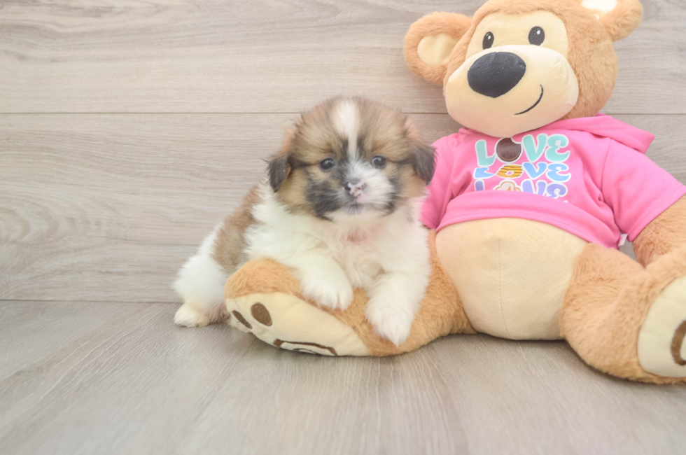 6 week old Shih Pom Puppy For Sale - Lone Star Pups