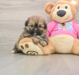 5 week old Shih Pom Puppy For Sale - Lone Star Pups