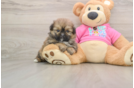 Best Shih Pom Baby