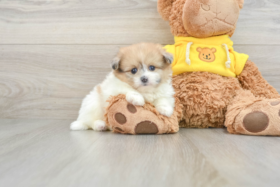 Shih Pom Pup Being Cute