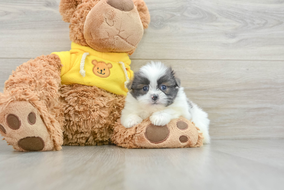 Energetic Pomeranian Shih Tzu Mix Designer Puppy