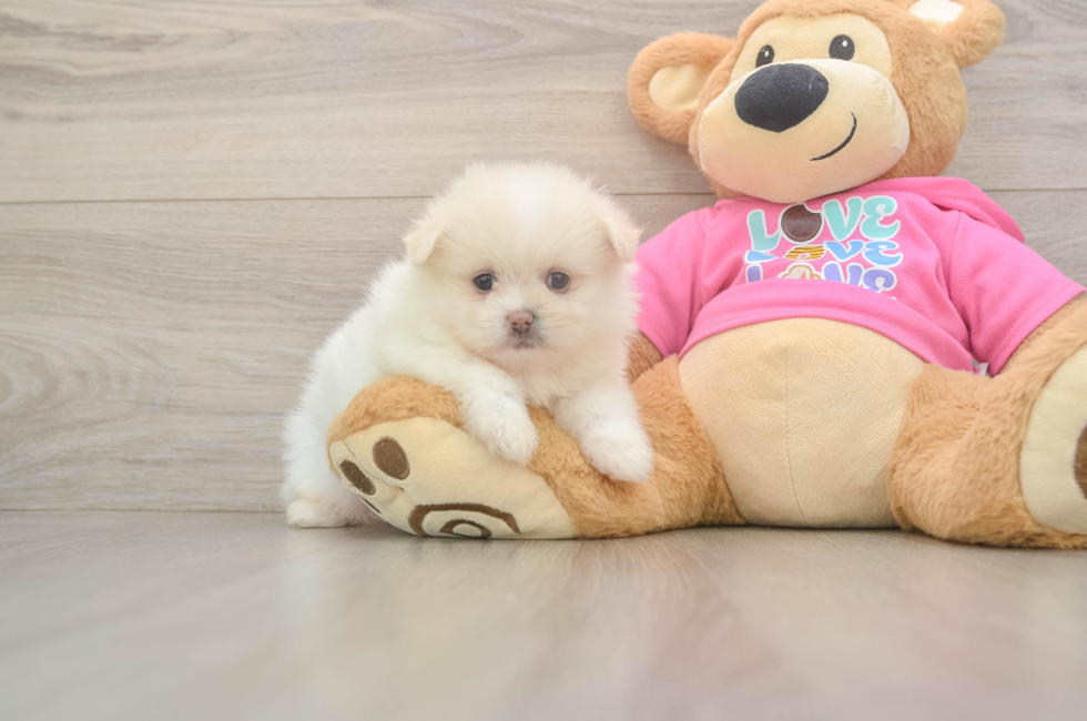 6 week old Shih Pom Puppy For Sale - Lone Star Pups