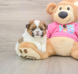 6 week old Shih Pom Puppy For Sale - Lone Star Pups