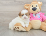 5 week old Shih Pom Puppy For Sale - Lone Star Pups