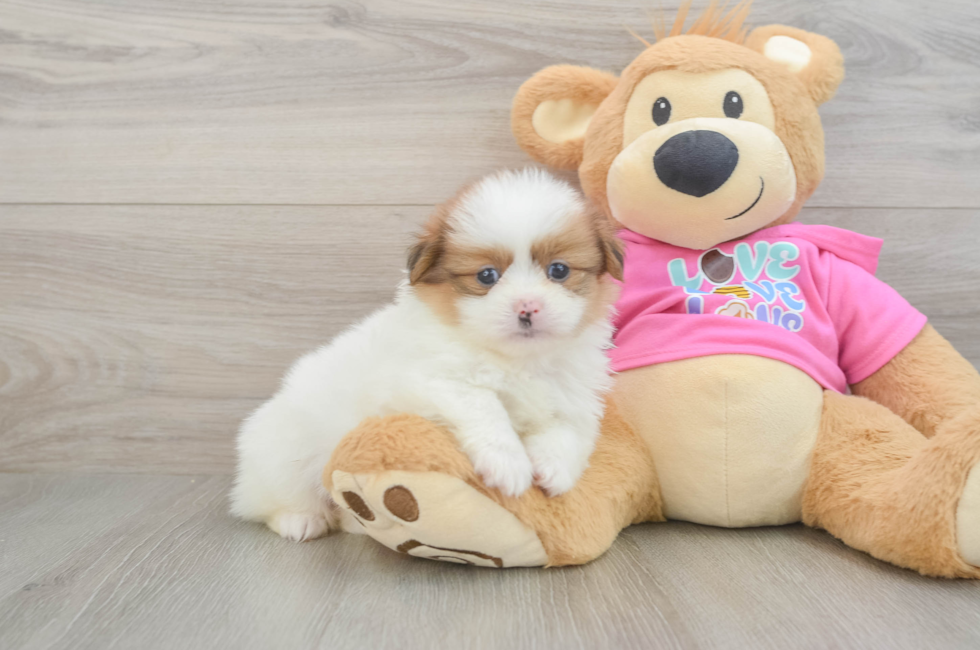 5 week old Shih Pom Puppy For Sale - Lone Star Pups