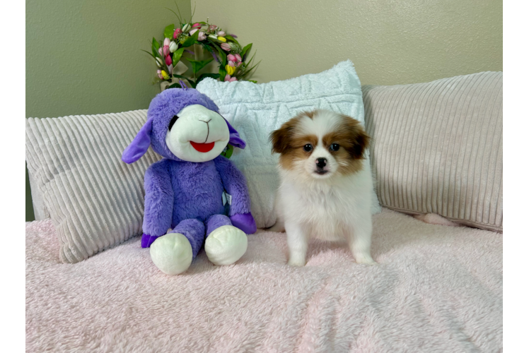Shih Pom Puppy for Adoption