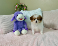 9 week old Shih Pom Puppy For Sale - Lone Star Pups