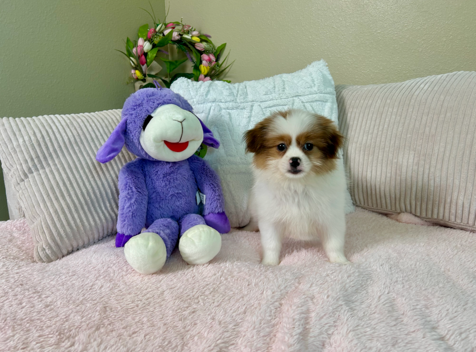 Shih Pom Puppy for Adoption