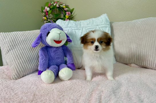 Shih Pom Puppy for Adoption