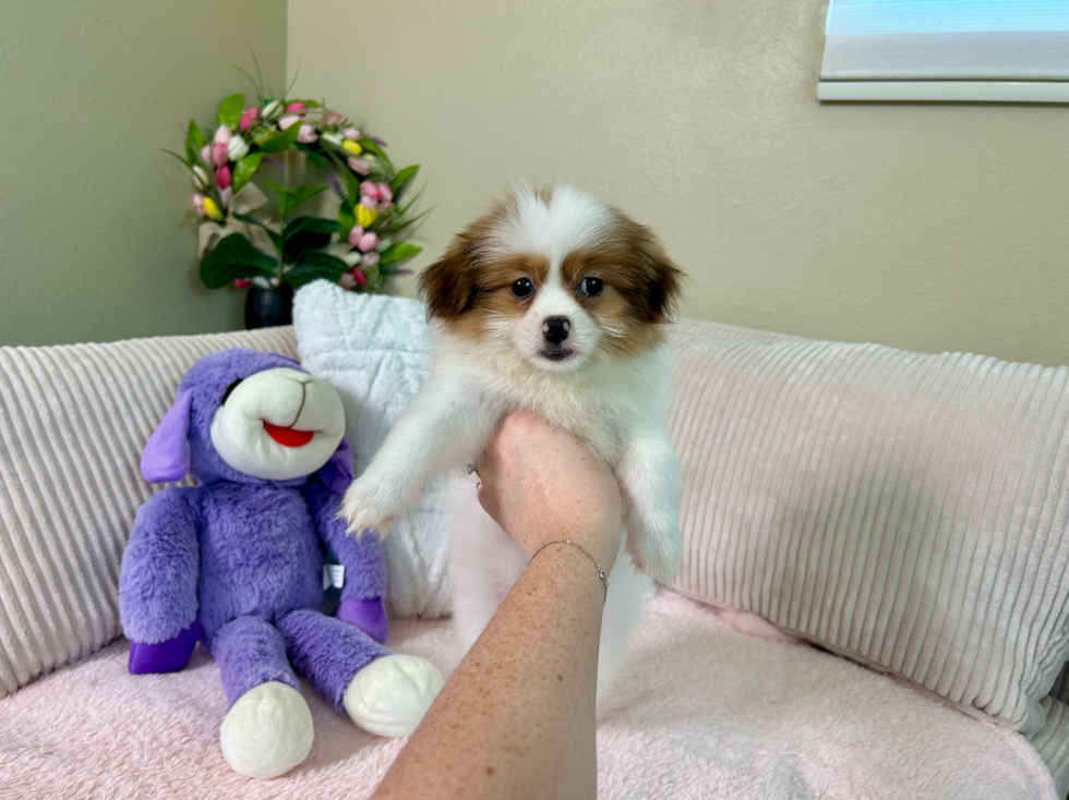 Cute Pomtzu Designer Puppy