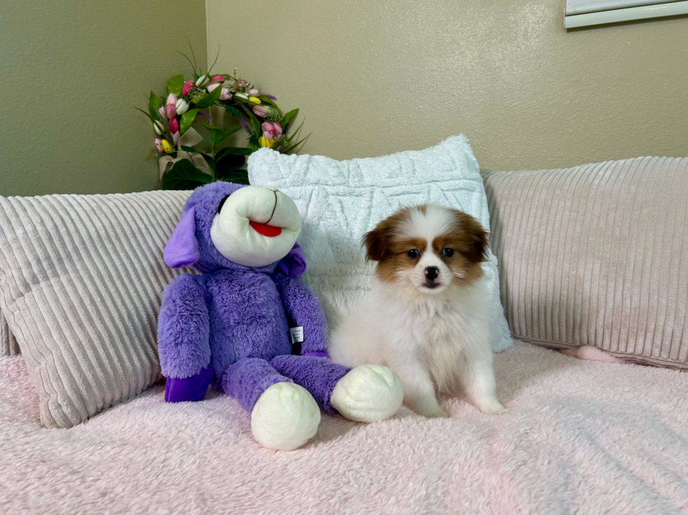 Cute Shih Pom Designer Pup