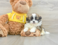 6 week old Shih Pom Puppy For Sale - Lone Star Pups