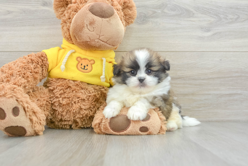 Shih Pom Puppy for Adoption