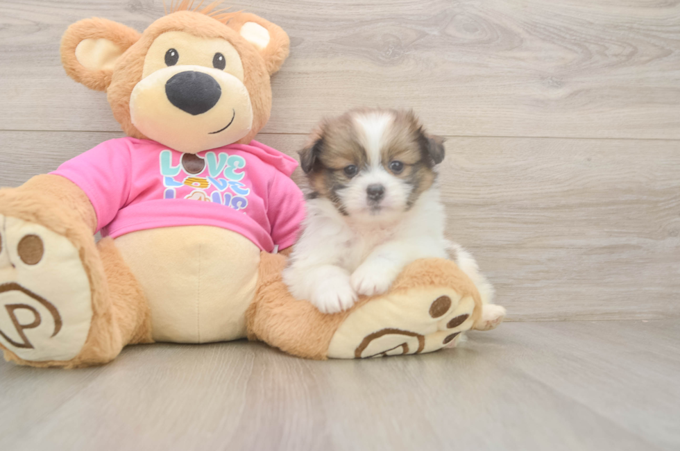 6 week old Shih Pom Puppy For Sale - Lone Star Pups