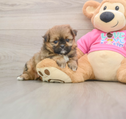 5 week old Shih Pom Puppy For Sale - Lone Star Pups