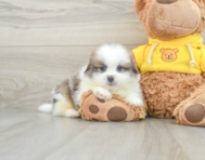 8 week old Shih Pom Puppy For Sale - Lone Star Pups