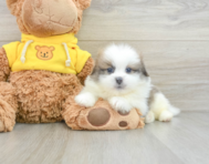 6 week old Shih Pom Puppy For Sale - Lone Star Pups