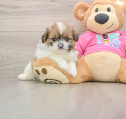 5 week old Shih Pom Puppy For Sale - Lone Star Pups