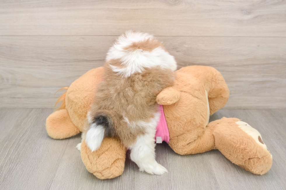 Best Shih Pom Baby