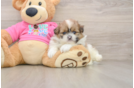 Best Shih Pom Baby