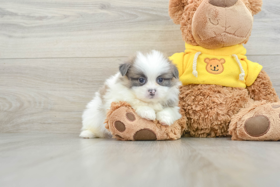 Shih Pom Puppy for Adoption