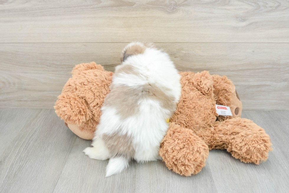 Popular Shih Pom Designer Pup