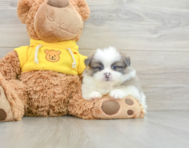 6 week old Shih Pom Puppy For Sale - Lone Star Pups