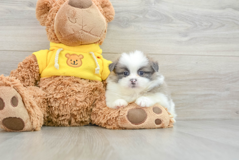 Friendly Shih Pom Baby