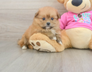 5 week old Shih Pom Puppy For Sale - Lone Star Pups