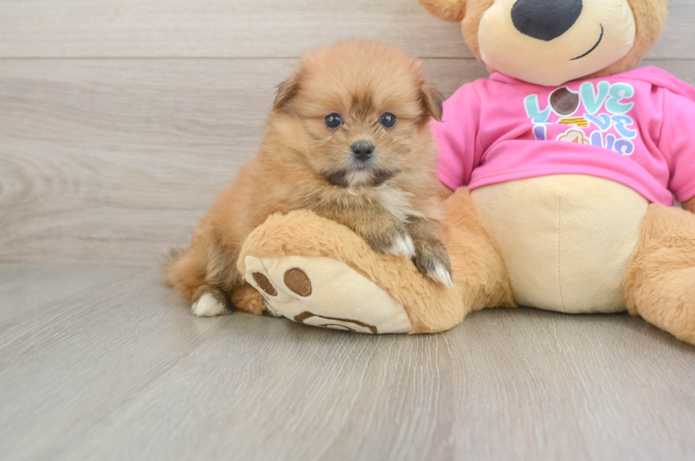 5 week old Shih Pom Puppy For Sale - Lone Star Pups