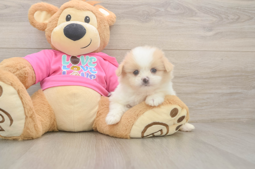 6 week old Shih Pom Puppy For Sale - Lone Star Pups