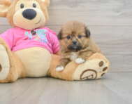 5 week old Shih Pom Puppy For Sale - Lone Star Pups