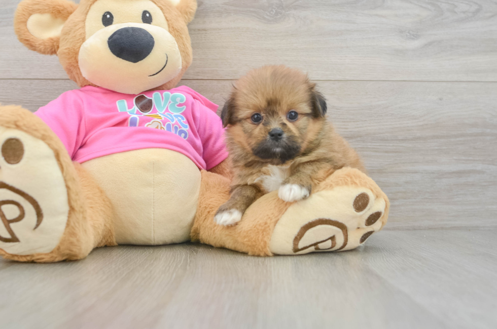 5 week old Shih Pom Puppy For Sale - Lone Star Pups