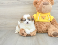 8 week old Shih Pom Puppy For Sale - Lone Star Pups