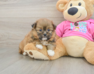 5 week old Shih Pom Puppy For Sale - Lone Star Pups