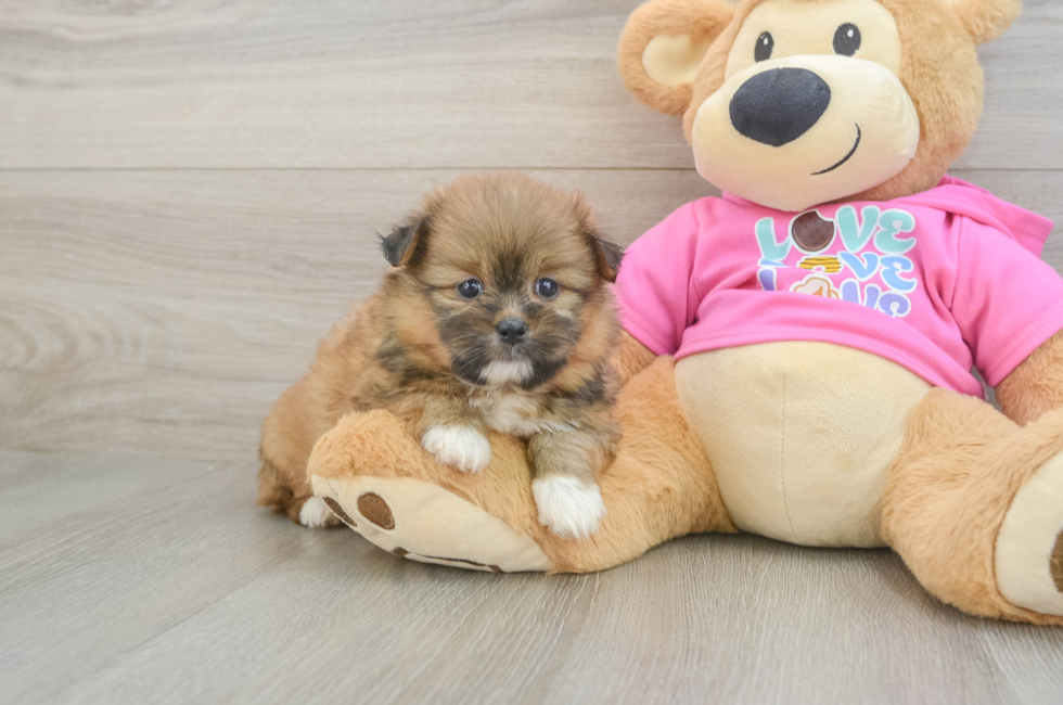 5 week old Shih Pom Puppy For Sale - Lone Star Pups