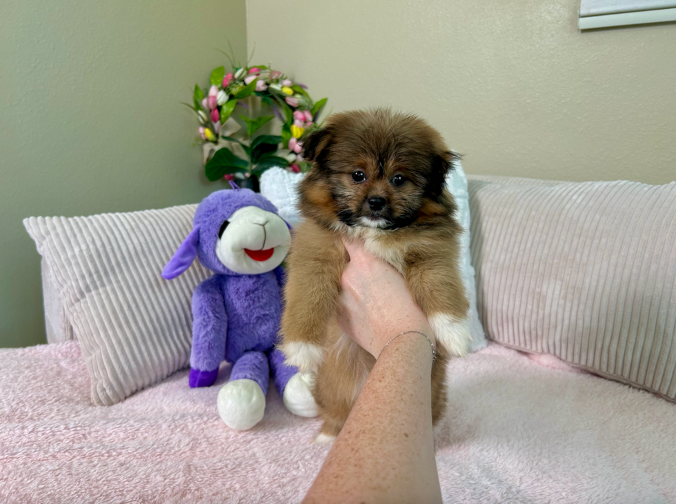 Shih Pom Pup Being Cute
