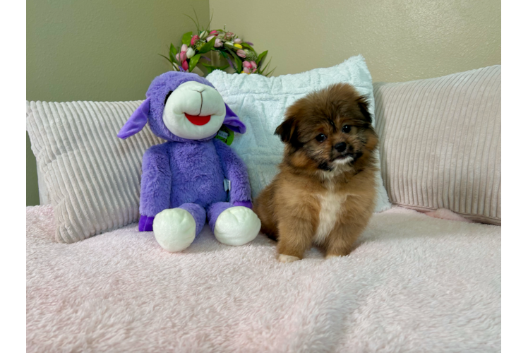 Shih Pom Pup Being Cute