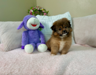 9 week old Shih Pom Puppy For Sale - Lone Star Pups