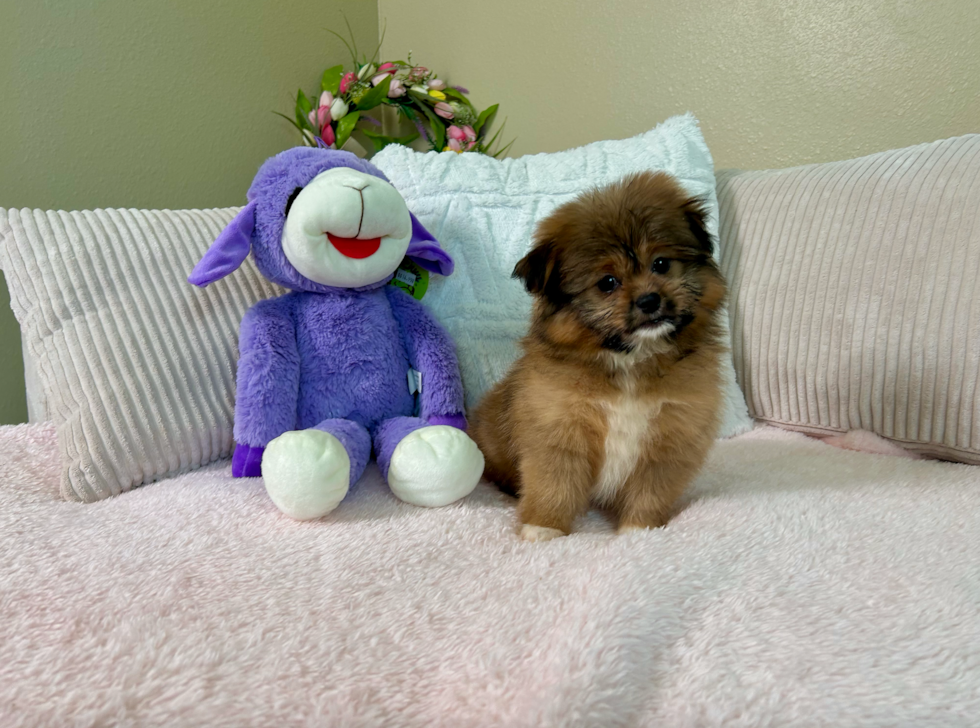 Shih Pom Pup Being Cute
