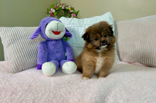 Shih Pom Pup Being Cute