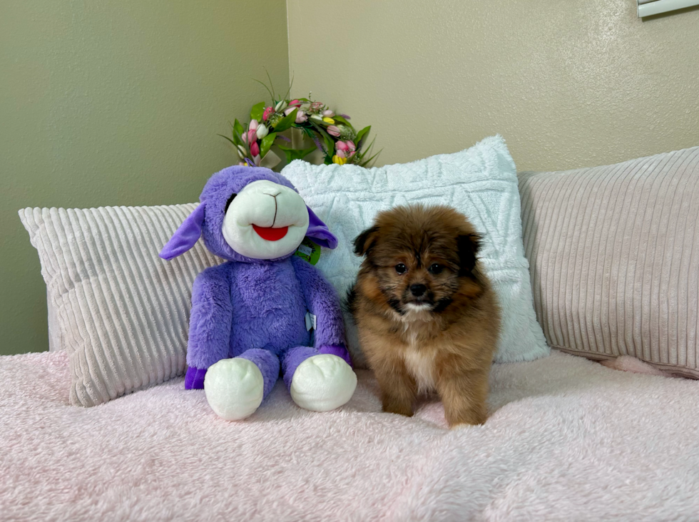 Best Shih Pom Baby