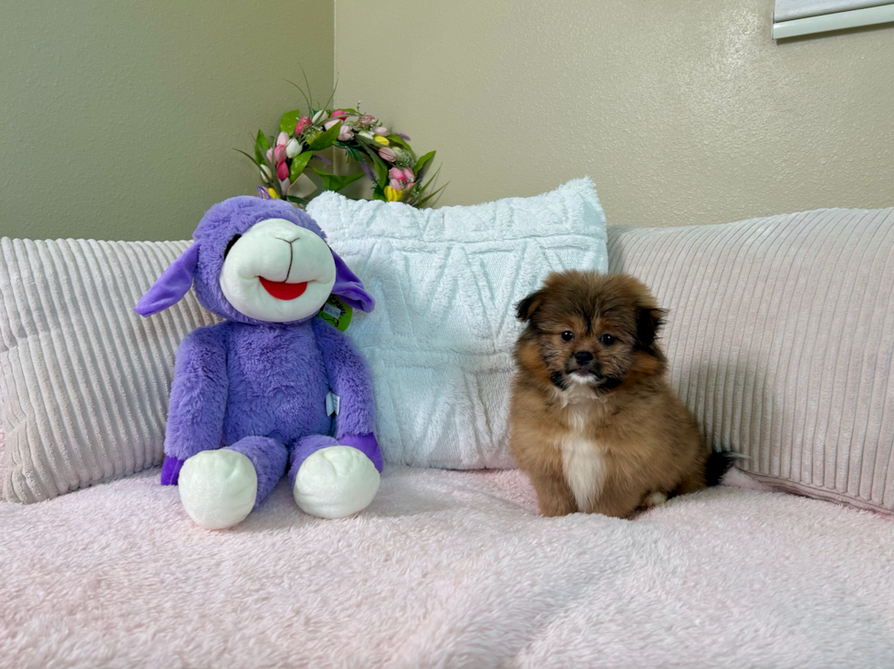 Cute Pomshi Designer Puppy