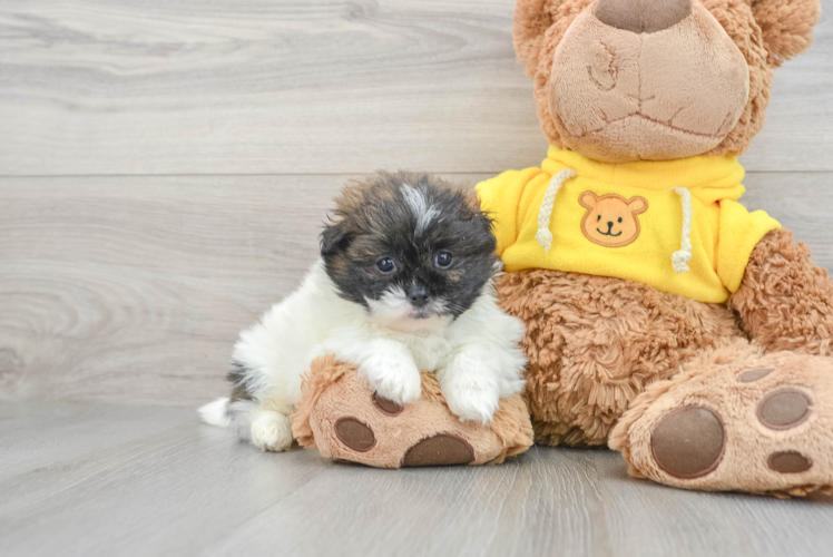 Playful Pom Tzu Designer Puppy