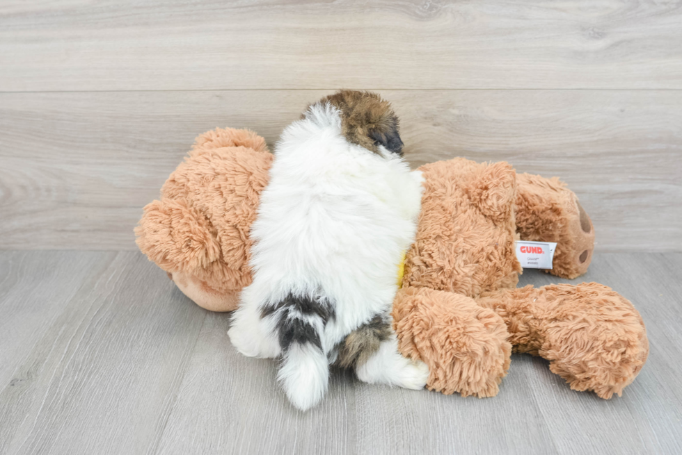 Cute Shih Pom Baby