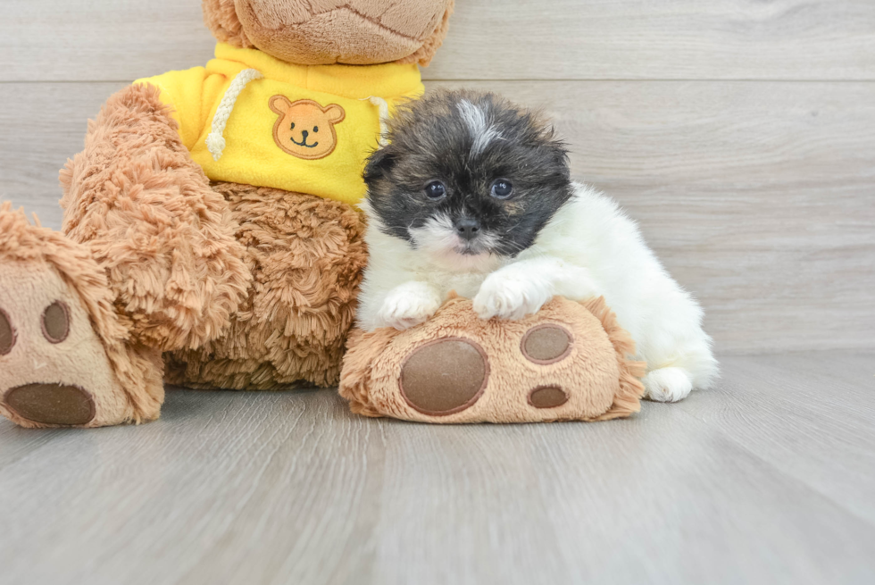 Petite Shih Pom Designer Pup