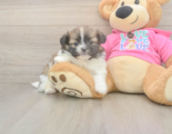5 week old Shih Pom Puppy For Sale - Lone Star Pups