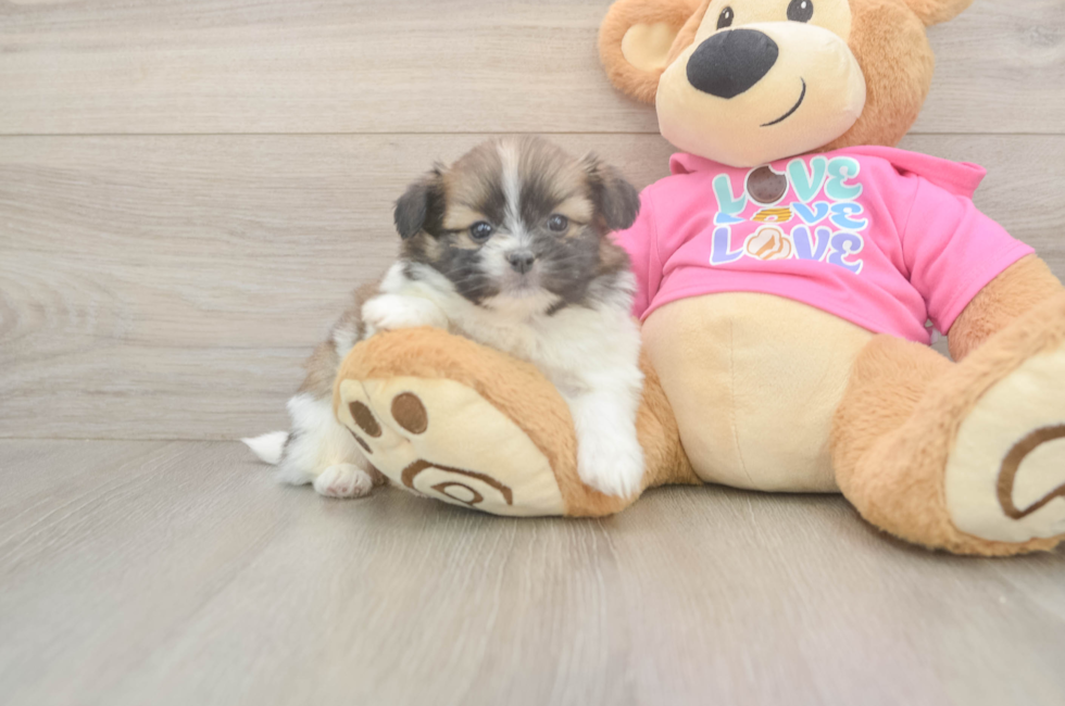 5 week old Shih Pom Puppy For Sale - Lone Star Pups