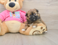 6 week old Shih Pom Puppy For Sale - Lone Star Pups