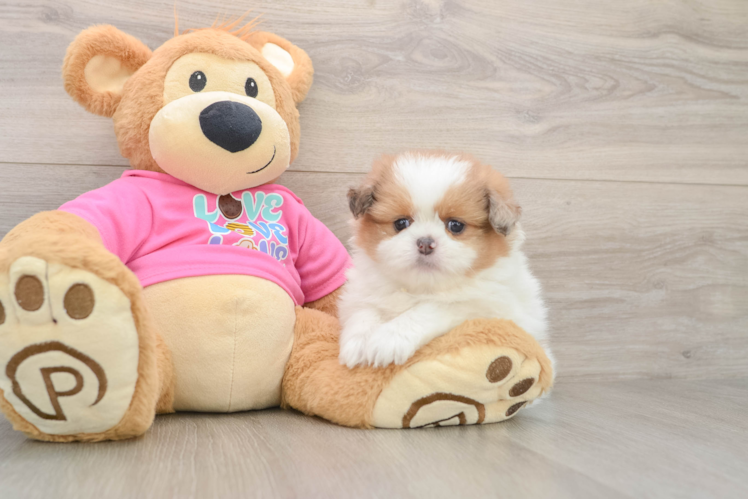 Fluffy Shih Pom Designer Pup